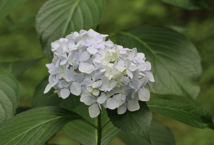 「紫陽花」高品質タンザナイトブレスレットの花画像１