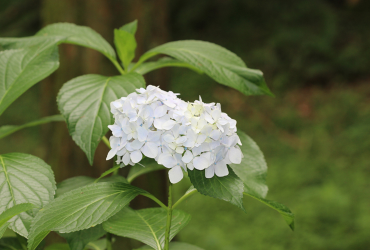 「紫陽花」高品質タンザナイトブレスレットの花画像２