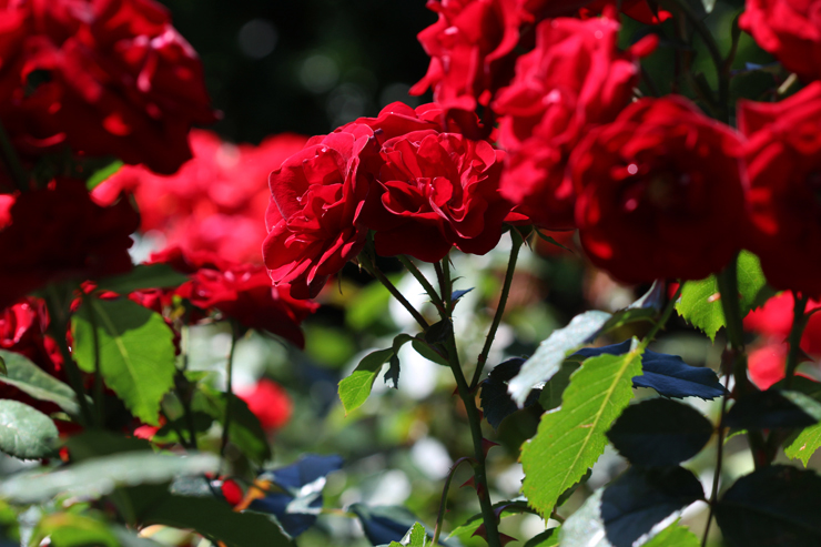 「赤い薔薇」ルベライトブレスレットのイメージ画像１５