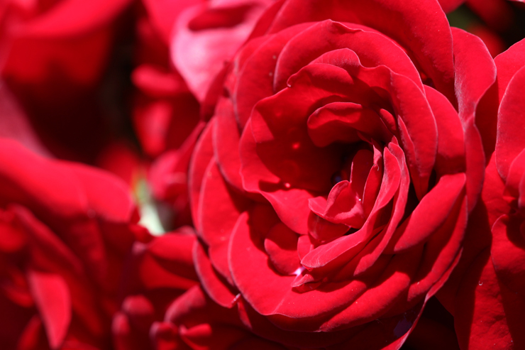 「赤い薔薇」ルベライトブレスレットのイメージ画像２