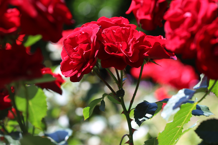 「赤い薔薇」ルベライトブレスレットのイメージ画像４