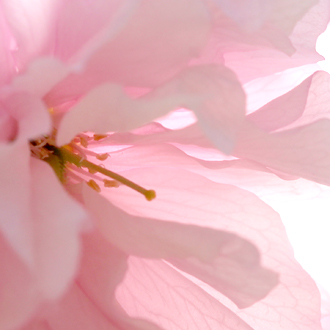 「花咲か」特選ルビーブレスレットのイメージ画像３
