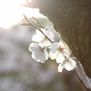 「桜」高品質スターローズクォーツブレスレット 右